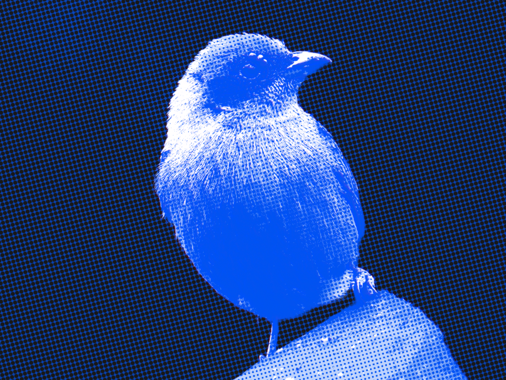 Experimento de marketing en X: ¿un plan Premium o la cantidad de seguidores garantizan alcance?
